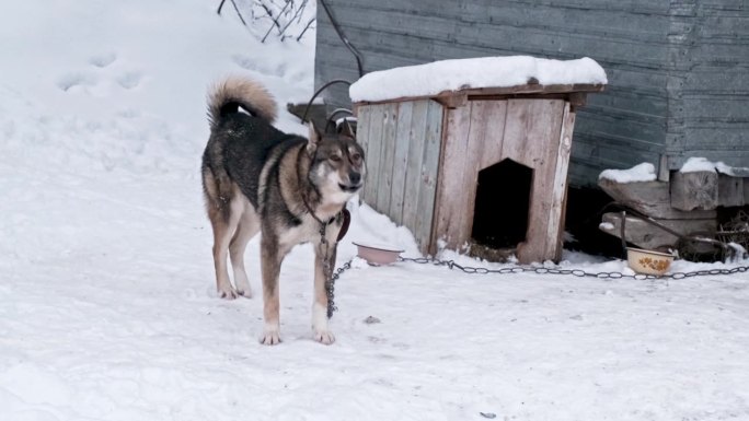 在下雪的冬天，灰色的狗被拴在链子上