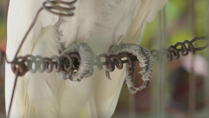 一只白凤头鹦鹉的爪子紧紧抓住一根金属线的特写，背景是柔焦
