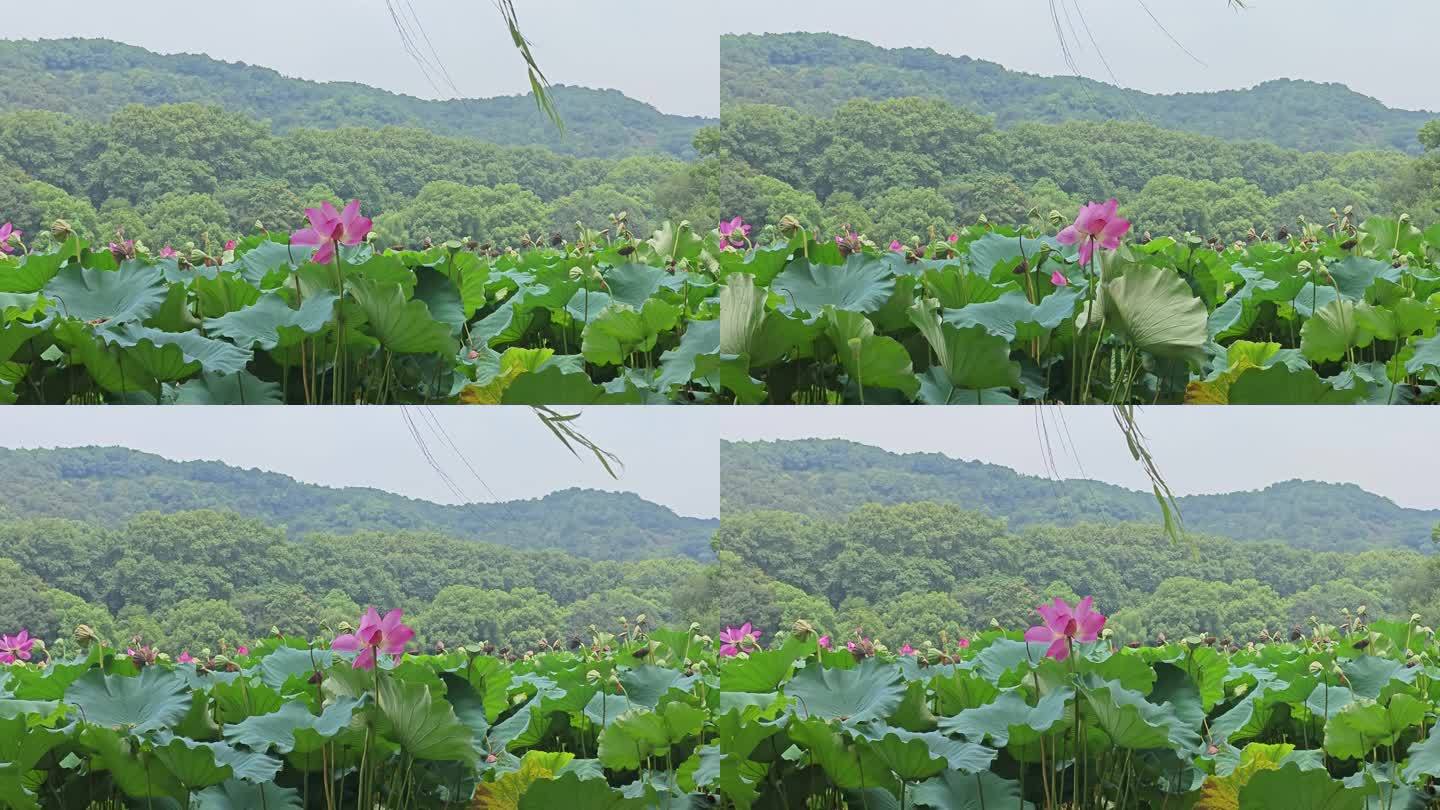 西湖荷花被风吹动柳叶飘飘