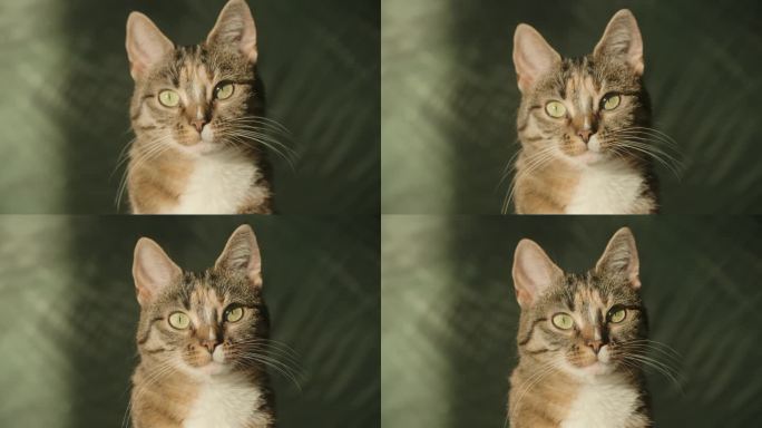 漂亮的虎斑猫——看着镜头