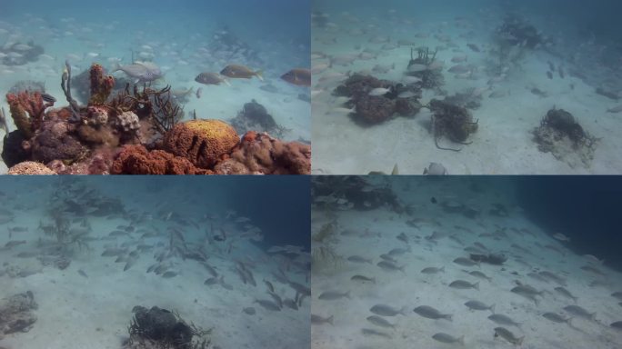 海洋水下珊瑚礁上的短鳍小鳞翅目鱼类。