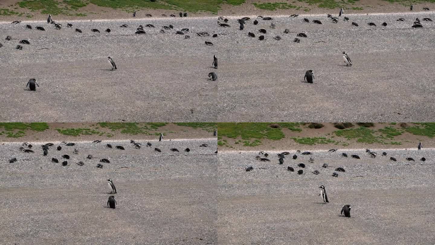 火地岛海岸上的麦哲伦企鹅