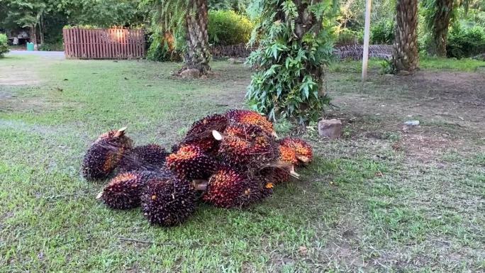 从油棕园切下来的地板上的成熟的红棕榈果实