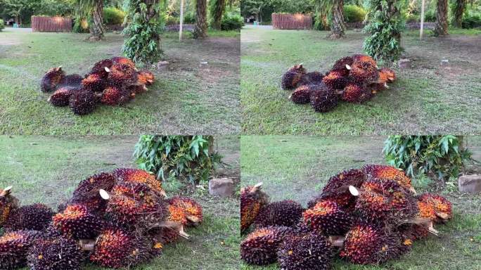 从油棕园切下来的地板上的成熟的红棕榈果实