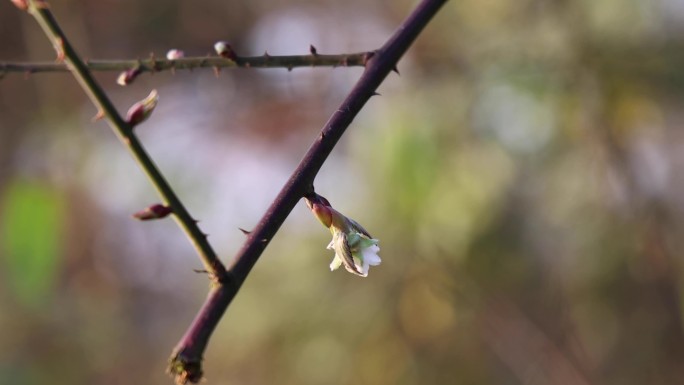 野生刺莓花