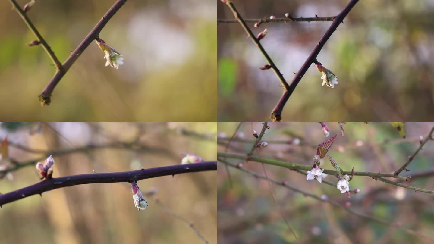 野生刺莓花