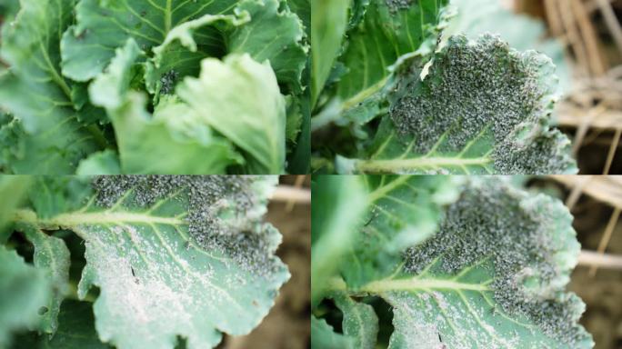 蚜虫 菜虫 包菜上的虫 害虫