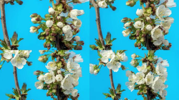 4k延时的甜樱桃树花开花，生长和缩小在一个蓝色的背景。盛开的小白李花。