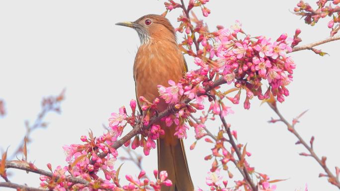 山樱花盛开，小鸟吃花蜜吃蜜蜂