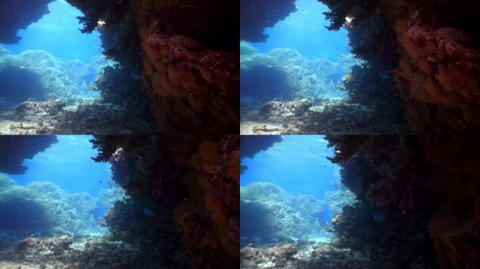 红海海底世界珊瑚礁的海洋生物。