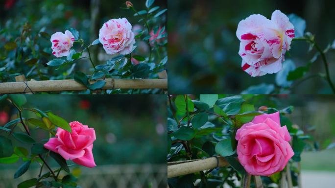 月季花玫瑰花
