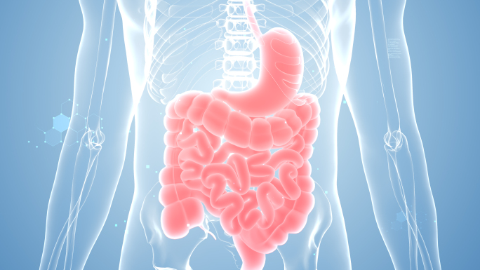 4K 人体器官 肠胃健康