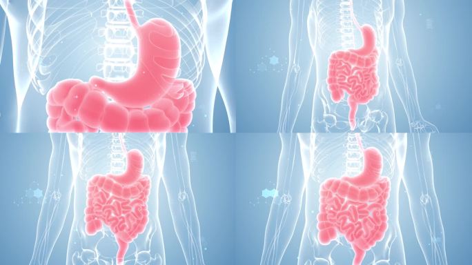 4K 人体器官 肠胃健康