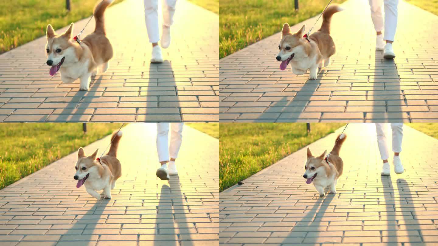 夏日辛苦工作一天后，身着白色运动鞋的女子牵着一条威尔士柯基犬在日落时分散步，特写