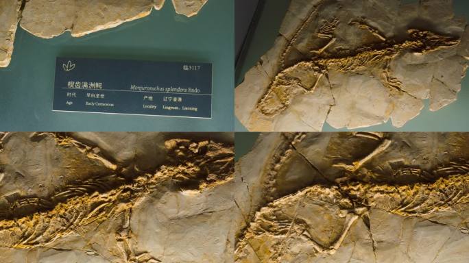满洲鳄 离龙 化石 爬行生物化石 白垩纪