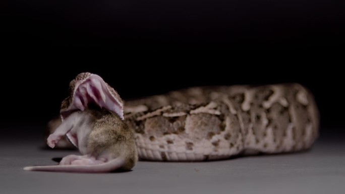 泡芙蝰蛇吃老鼠黑色背景蛇自然纪录片