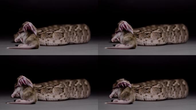 泡芙蝰蛇吃老鼠黑色背景蛇自然纪录片
