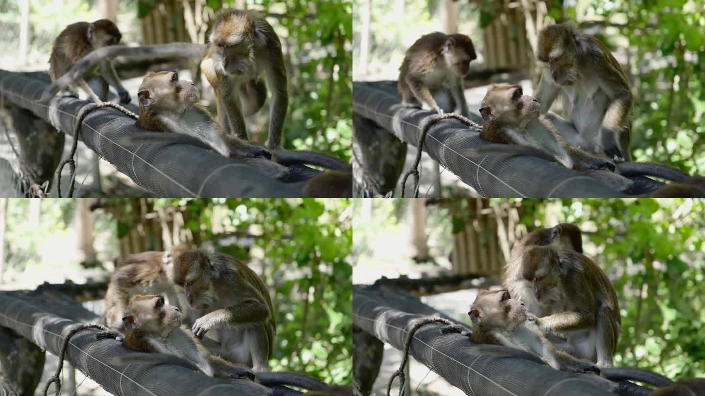 猴子们在防水布网上休息，父母开始挑选和清洁朋友