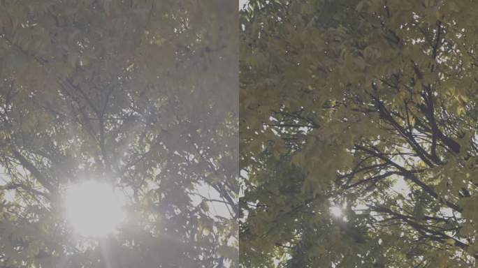 树木树叶阳光穿过树叶缝隙