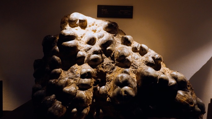 鸮头贝 化石 海洋生物
