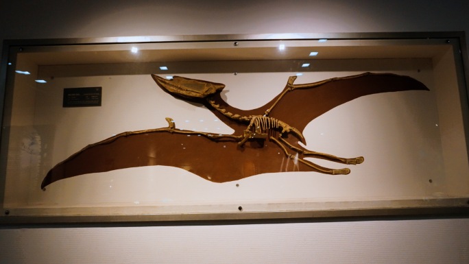 翼龙 化石大全 古生物化石 白垩纪