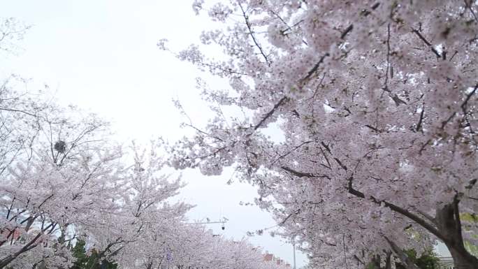 春季樱花花开