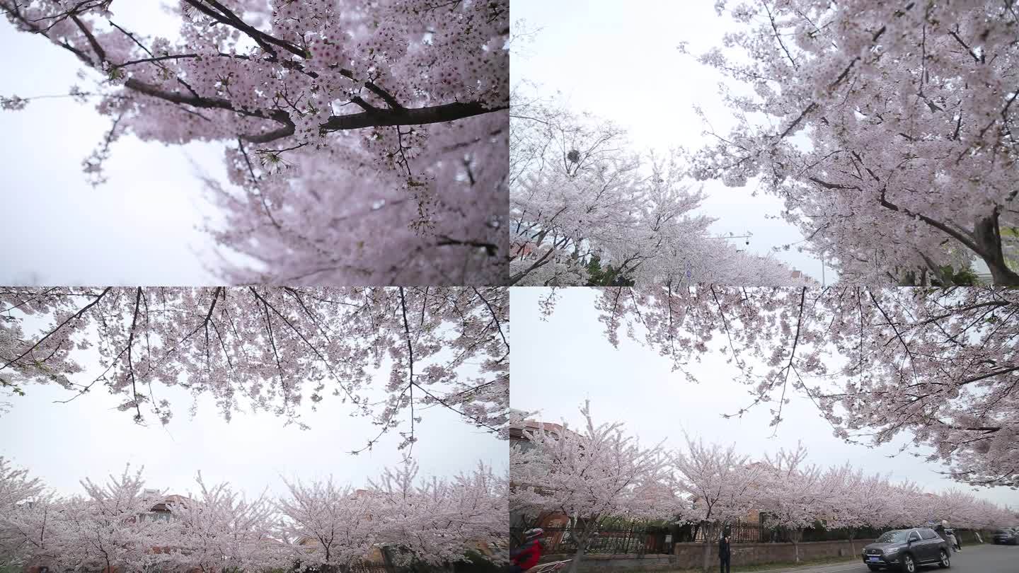 春季樱花花开
