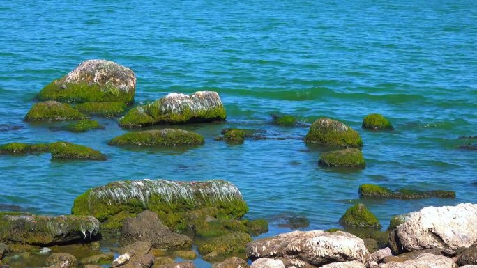 自然景观，卡德兹贝河口岸边岩石上的绿色浒苔藻