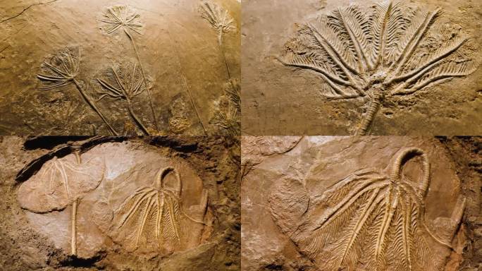 海百合 植物化石 化石 三叠纪