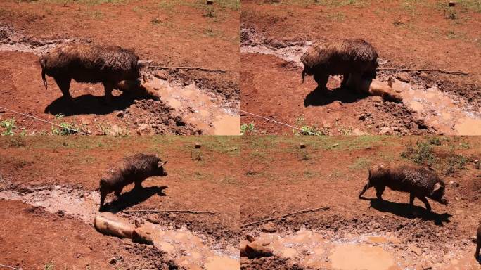 野猪穿过泥泞的地形