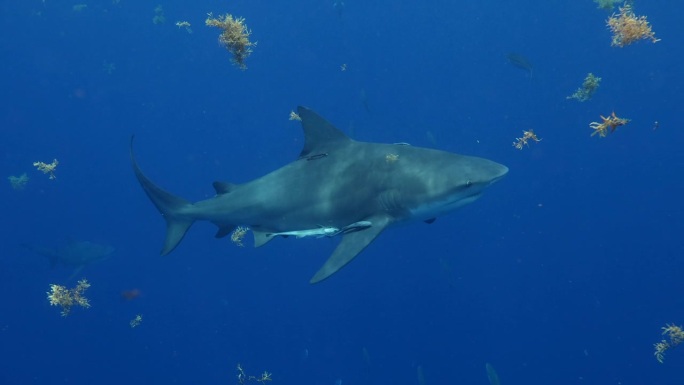 牛鲨游过海藻缓慢深蓝色的大海