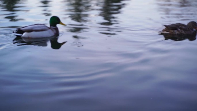 一群野鸭在波浪形的湖面上游泳，在水中的倒影，低角度