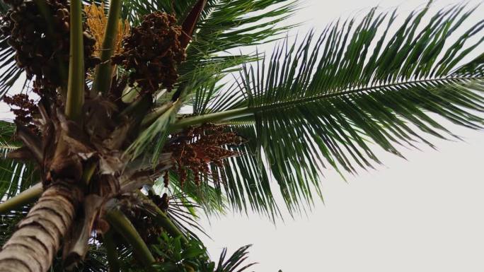 一只大蝙蝠坐在一棵棕榈树上