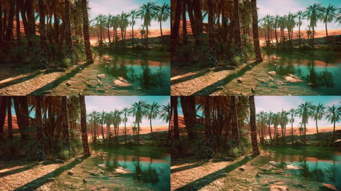 棕榈树在沙漠里的沙丘
