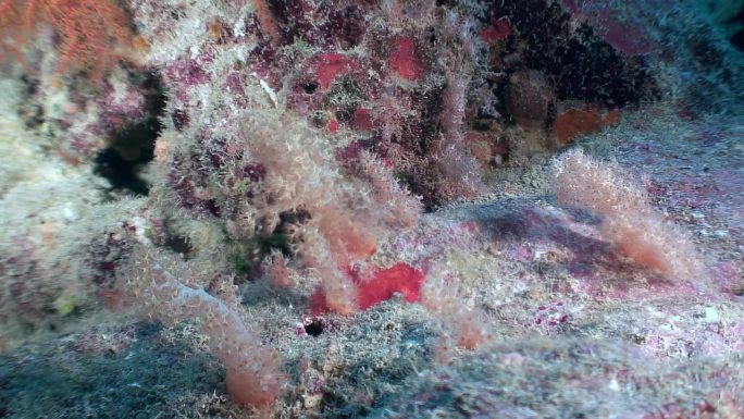 珊瑚礁上珊瑚生命的平静气氛，传递着海洋生物的精髓。