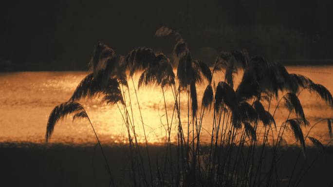 夕阳下的芦苇