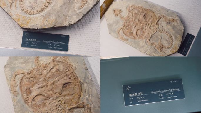 满洲龟 化石 爬行生物化石