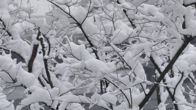 下雪天树枝上的雪