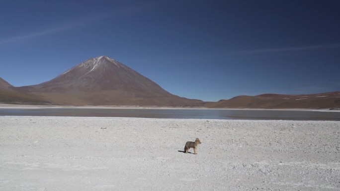 culpeo, Lycalopex culpaeus，也叫安第斯狐，是一种原产于玻利维亚安第斯山脉高