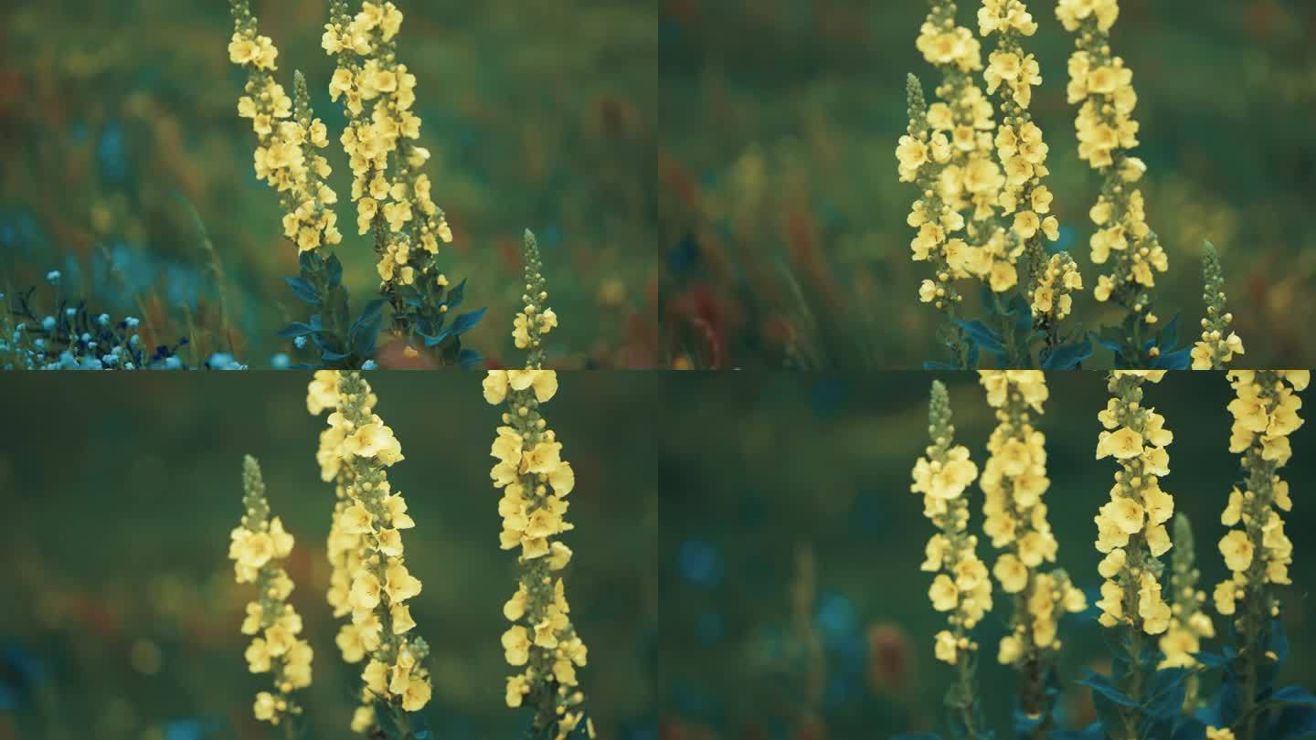 淡黄色的花在长茎上。视差。散景背景。