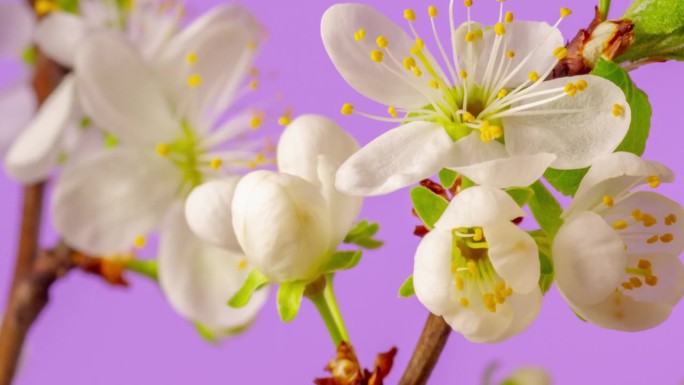4k延时拍摄的梅花开花旋转缩小和生长在粉红色的背景。盛开的小白李花。
