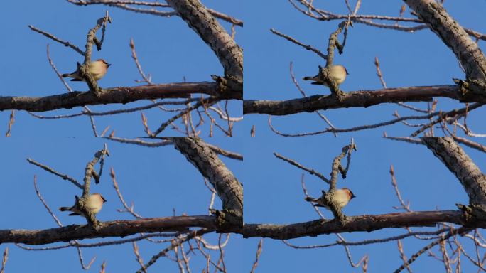 一只北方反舌鸟(Mimus polyglottos)栖息在树枝上，在树上唱歌