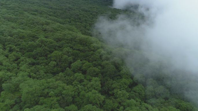 夏日九顶山高角度航拍云雾缭绕森林