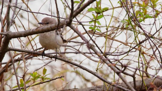 一只北方反舌鸟(Mimus polyglottos)栖息在北部的一棵树上