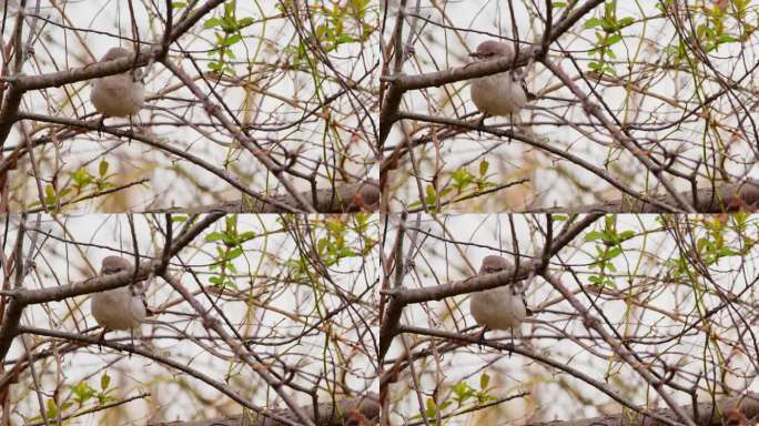 一只北方反舌鸟(Mimus polyglottos)栖息在北部的一棵树上