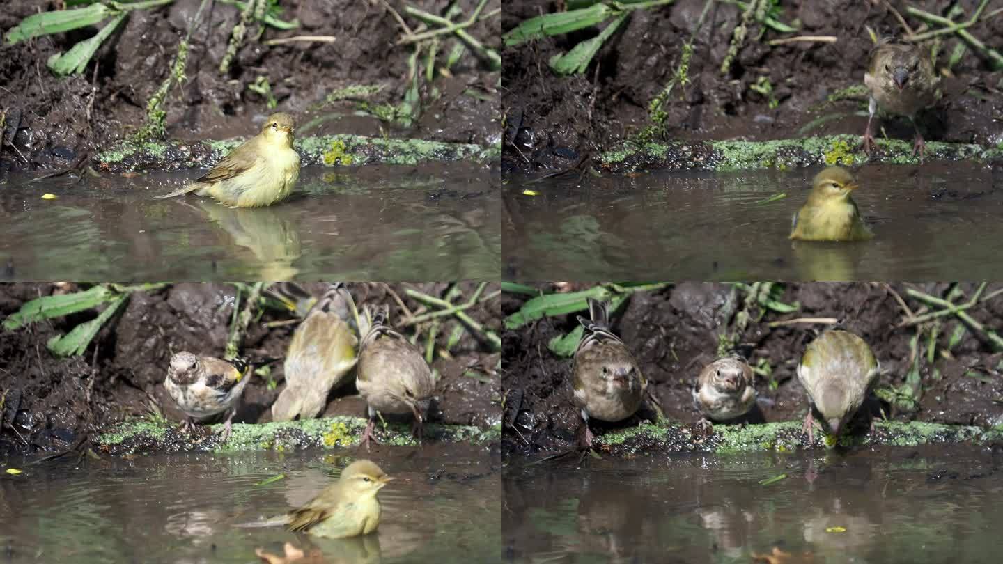 黄莺在洗澡，金翅雀在喝水