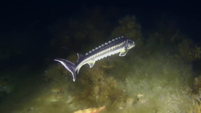 一条波斯鲟鱼在布满水藻的水底夜景。