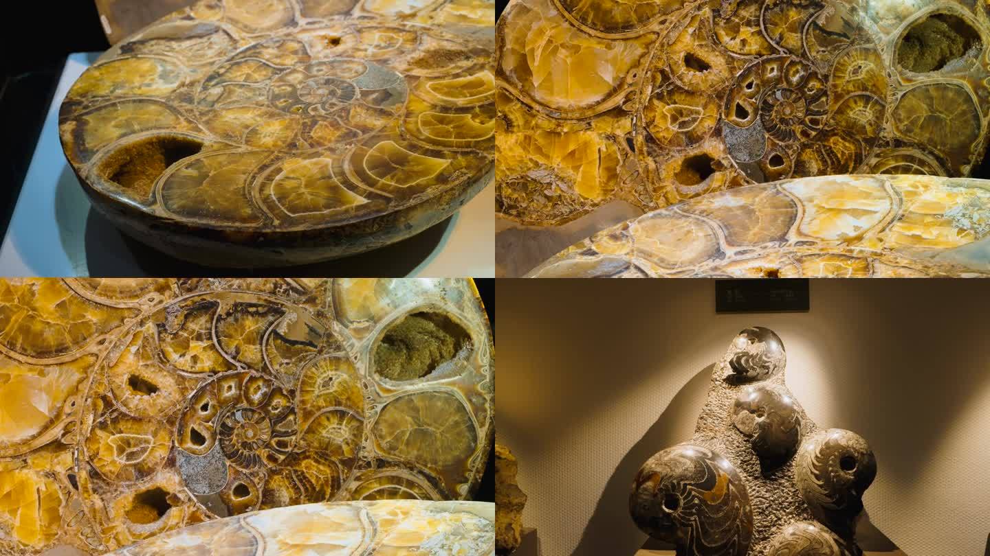 菊石 鹦鹉螺 化石 海洋生物化石