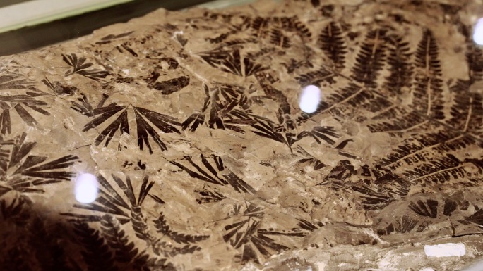 线银杏 茨康目 植物化石 三叠世 白垩纪