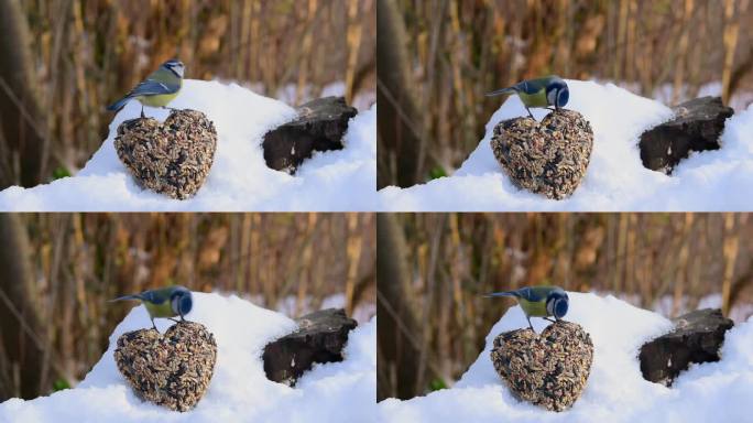 冬季喂鸟器。蓝雀雀在雪中播种心。